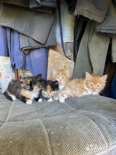 Котята