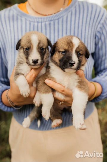 Собаки щенки