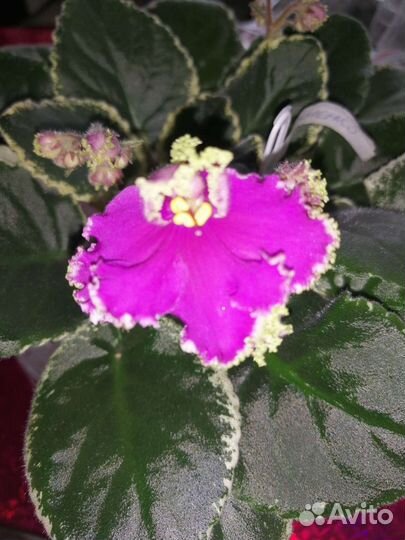 Сортовые фиалки