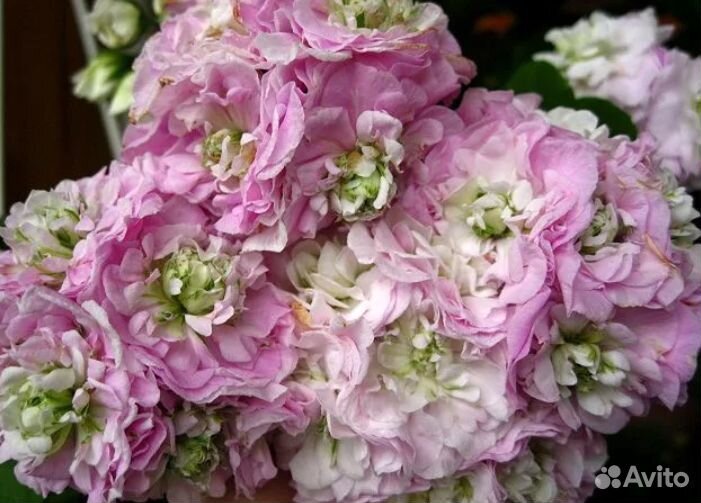 Пеларгония герань