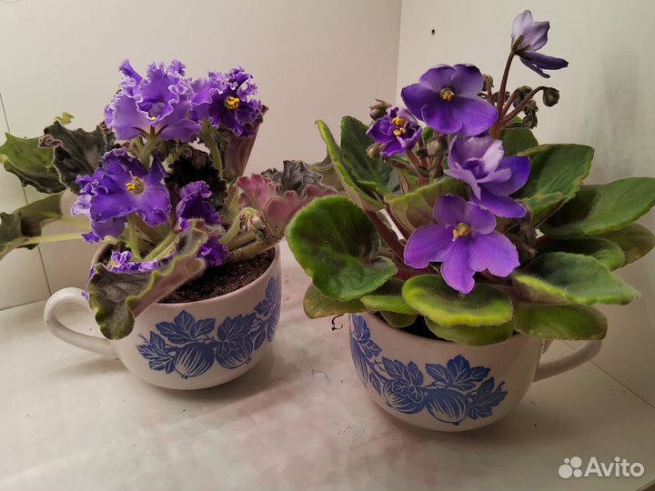 Фиалка обмен, продажа