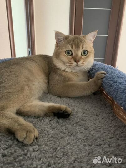 Шотландский кот вязка