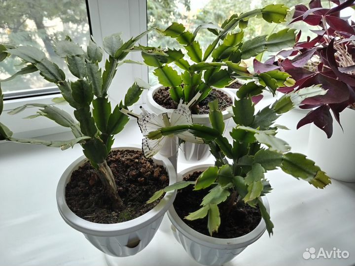 Шлюмбергера усеченная (Декабрист)