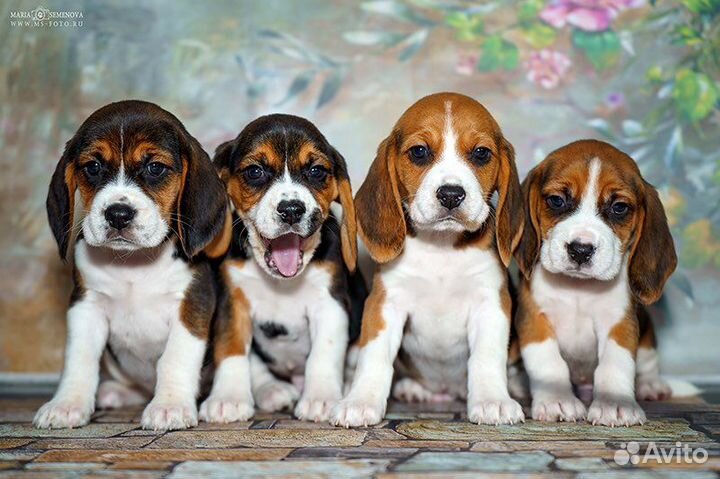 Бигль, щенки