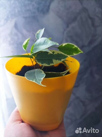 Сансевиерия и другие