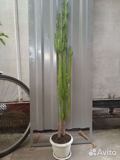 Фикус, молочай, замиокулькас, сансевьера