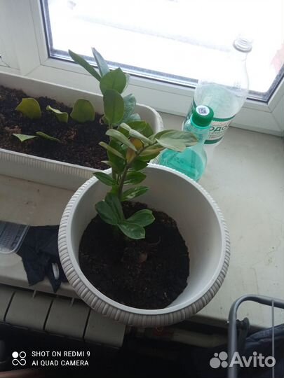 Замиокулькас