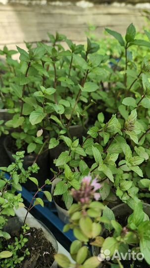 Мята сортовая коллекционная пряные травы