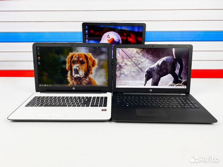 Ноутбуки HP в разных цветах на AMD + SSD + 15.6