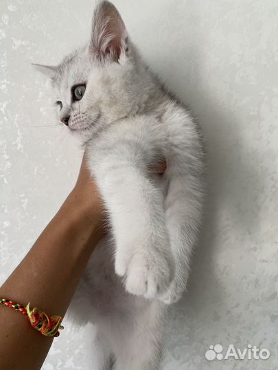 Белый котенок с голубыми глазами