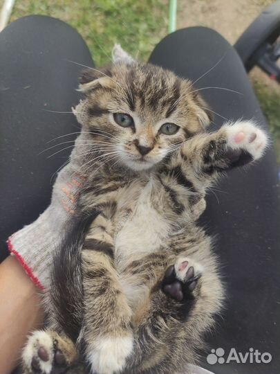 Котик в добрые руки