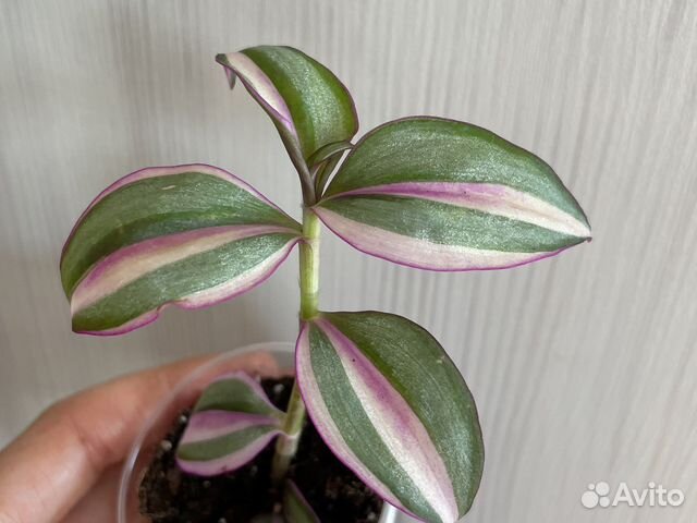 Домашние цветы 1