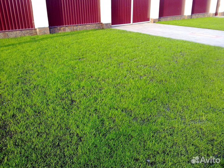 Газон посевной, озеленение