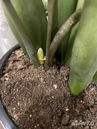 Замиокулькас