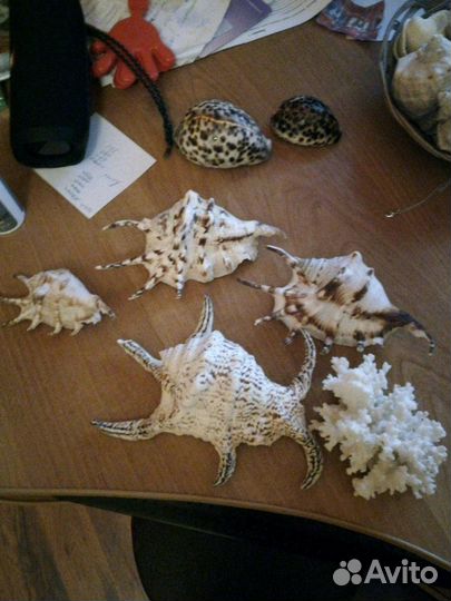 Еж морской, раковины,ракушки