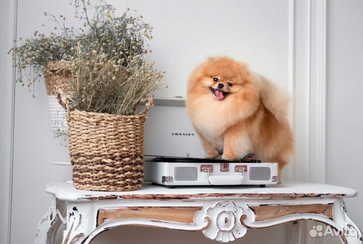 Профессиональная стрижка собак