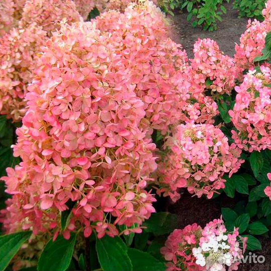 Гортензия метельчатая Киушу,Маджик Кендл,Беби лейс
