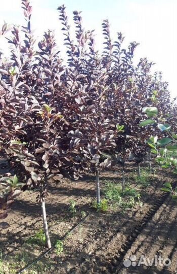 Черемуха пурпурная