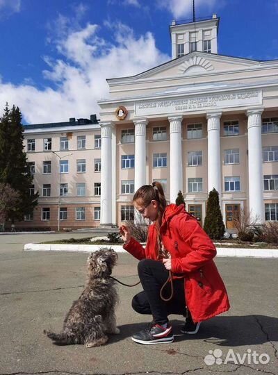 Дрессировка, обучение собак