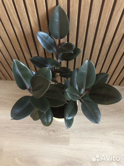 Фикус эластика абиджан