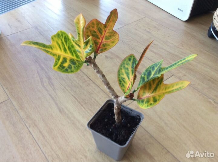 Продам цветы комнатные кротон цветущий