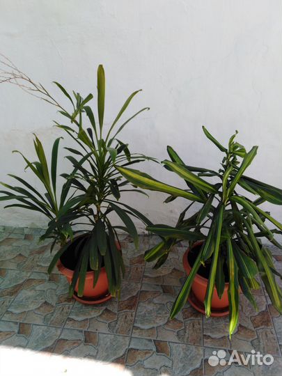 Комнатные растения цветы большие. Пальма драцена