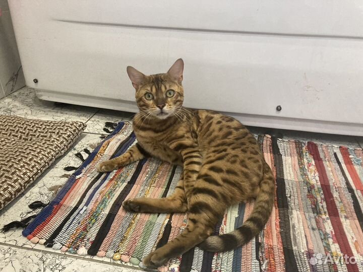 Бенгальский кот вязка