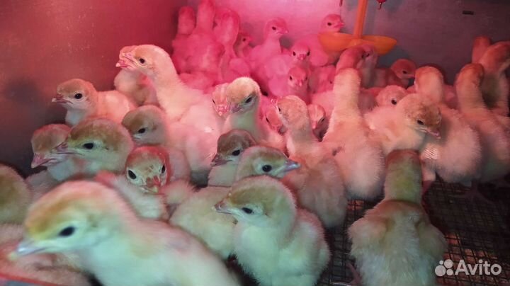 Индюшата биг 6