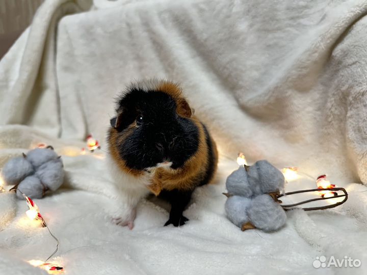 Американский тедди девочка морская свинка