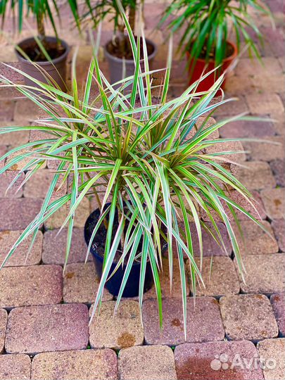 Пальма драцена