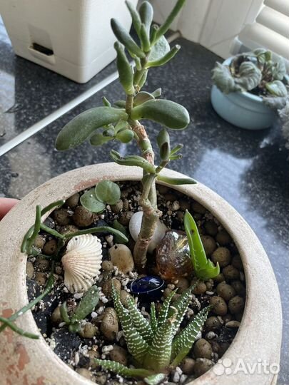 Денежное дерево толстянка крассула хоббит