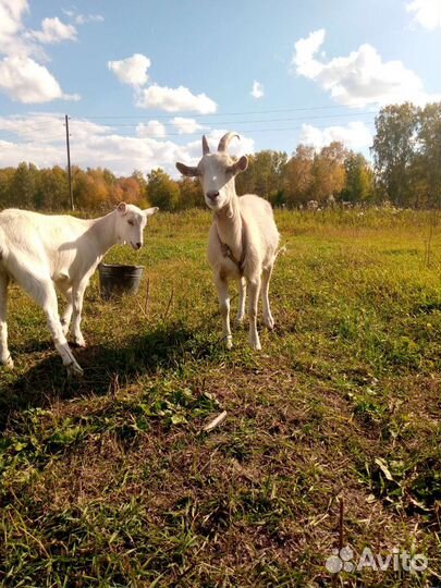 Козы козлята козлы