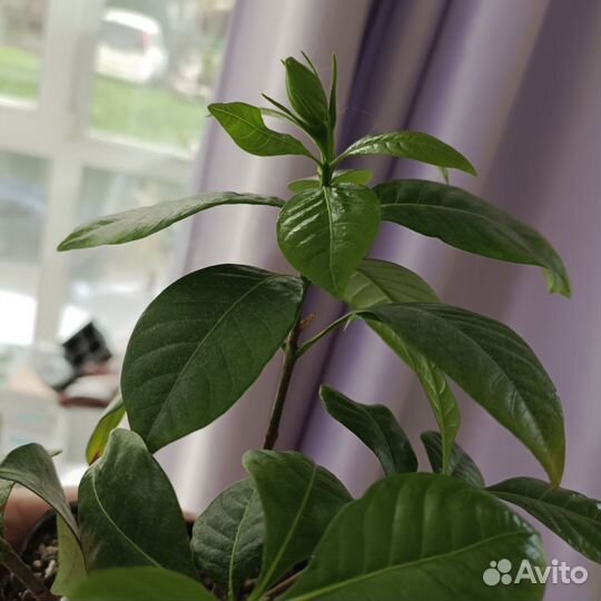 Гардения жасминовидная