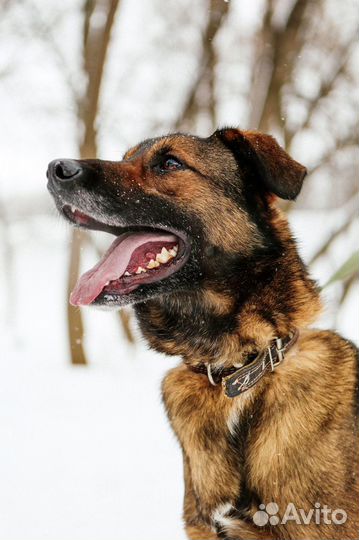 Дружок ищет любящего хозяина