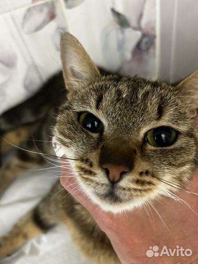 Котенок ищет дом