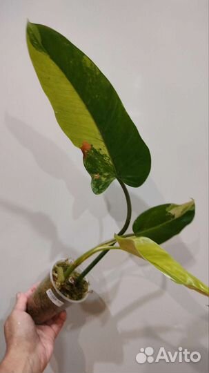 Сциндапсус Жаде Сатин,Филодендрон Whipple Way