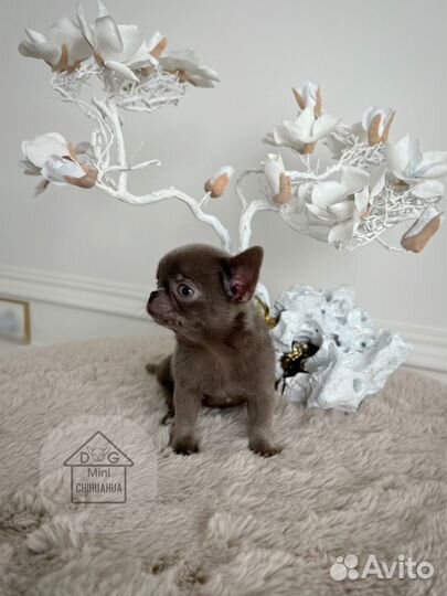 Лиловая Девочка Чихуахуа РКФ