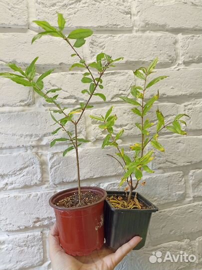 Комнатный ананас, инжир фига, гранат, банан