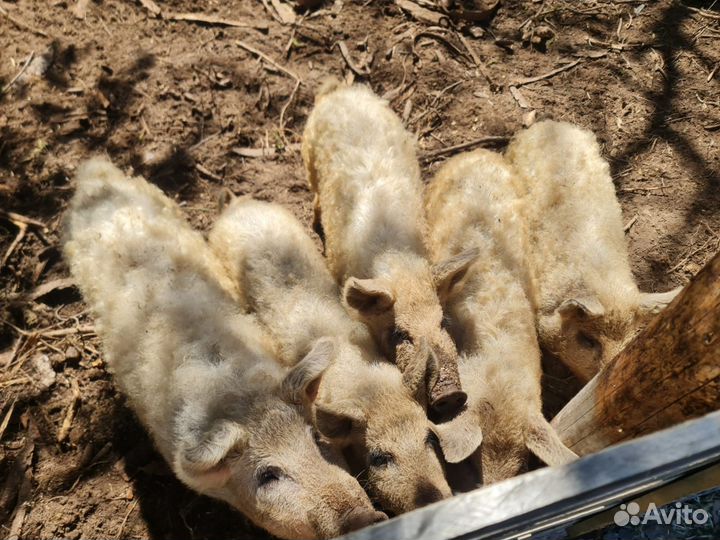 Венгерская мангалица