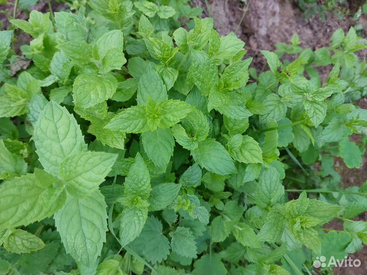 Пряные травы для подоконника, мята, шалфей, тимьян