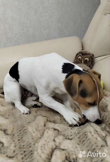 Сушёные лакомства для собак