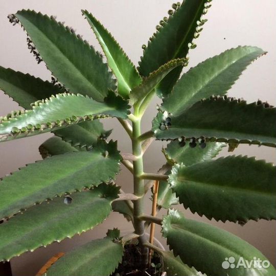 Каланхоэ лечебное