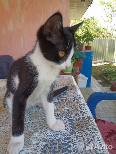 Домашние животные кошки