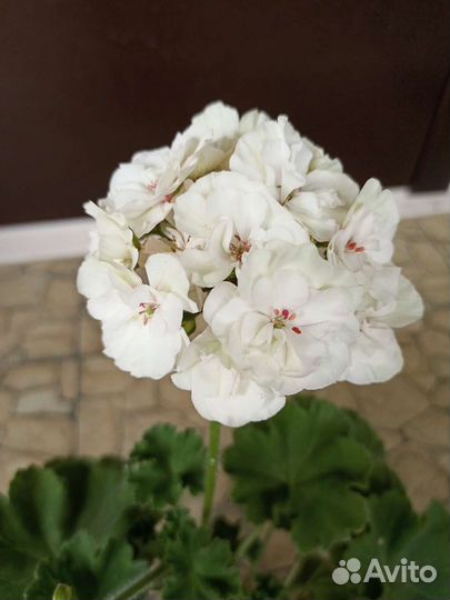 Пеларгония герань сортовая 