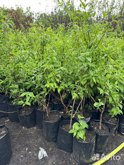 Саженцы жасмина