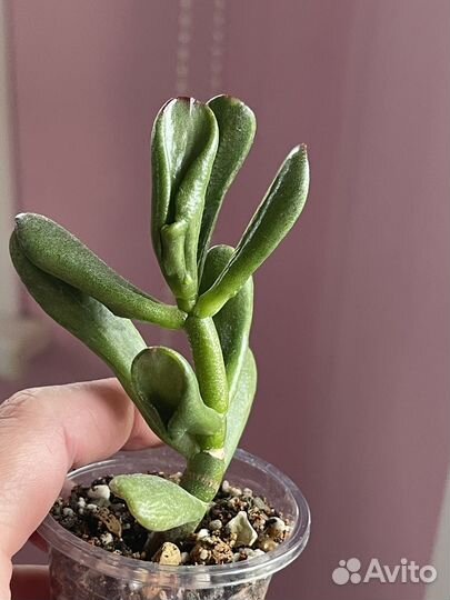 Крассула Рэд хорн три