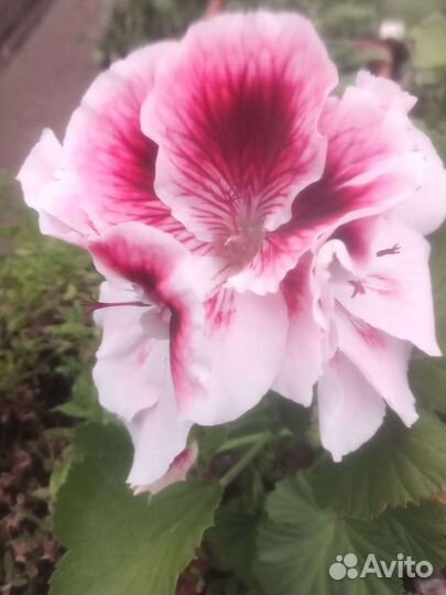 Пеларгония герань