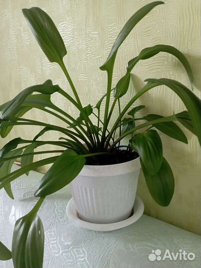 Дремиопсис пятнистый