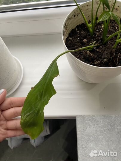 Комнатные цветы с горшком