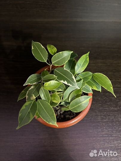 Фикус бенджамина кинки